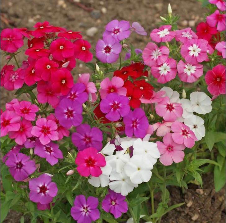 Phlox Annual Mix Seeds - B209