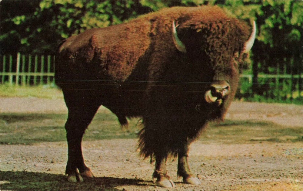 American Bison - National Zoological Park - Washington DC - Postcard
