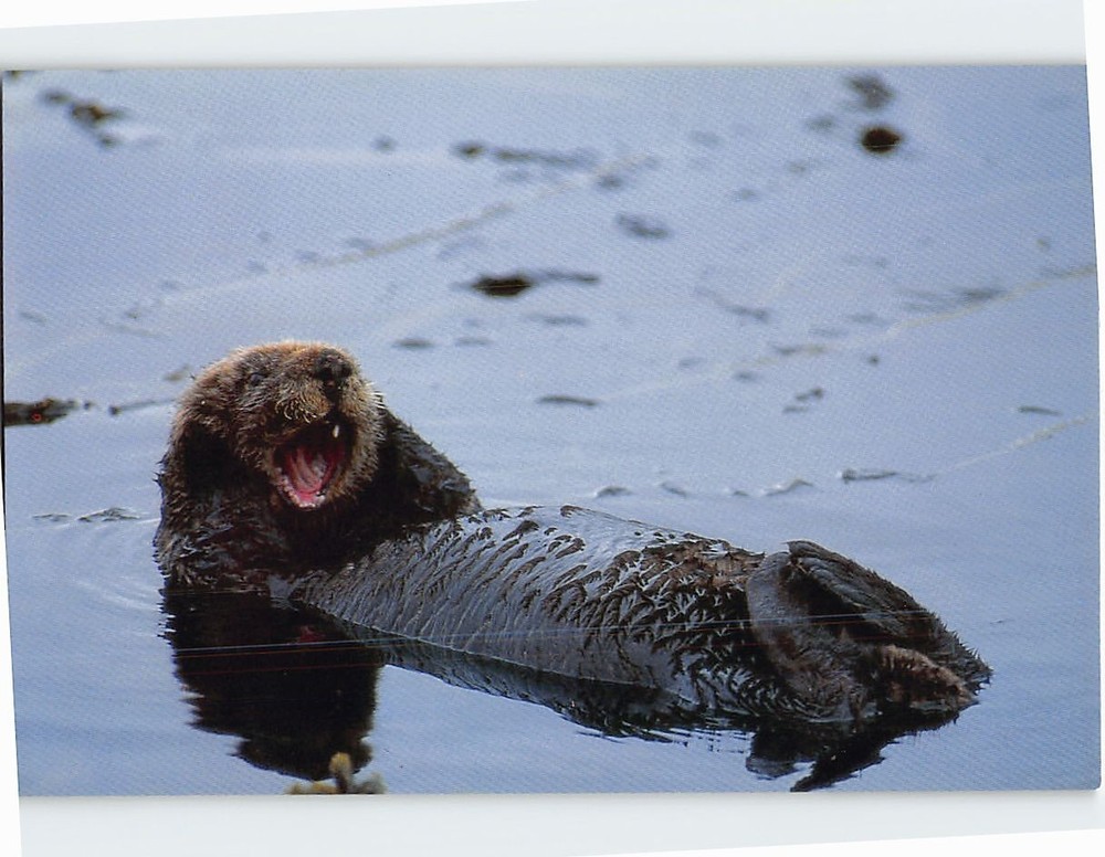Postcard Sea Otter Alaska USA