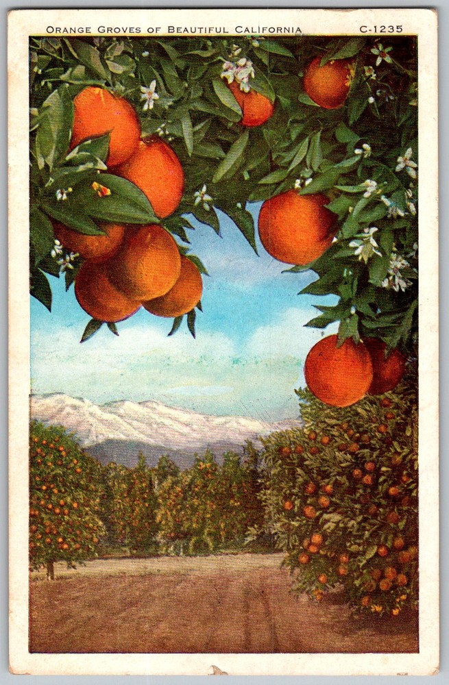 Vtg Postcard Orange Groves Citrus Orchard Long Beach, CA 1930s