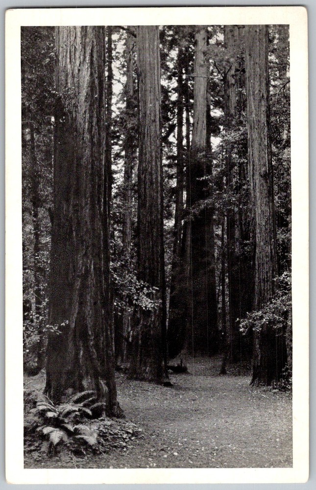 Vtg Postcard Redwood Forest Path Muir Woods, CA 1930s
