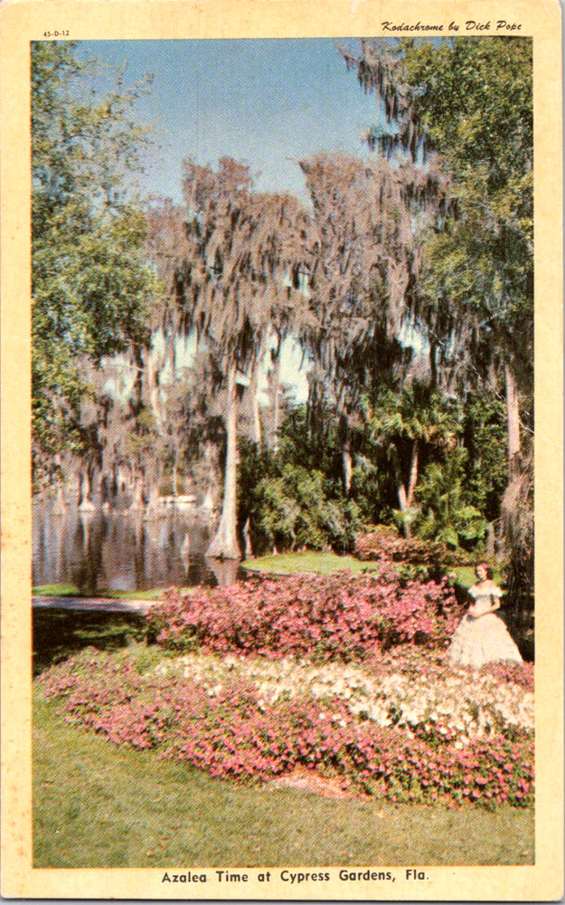 Vintage Postcard Cypress Gardens Florida Azalea Blooms with Southern Belle