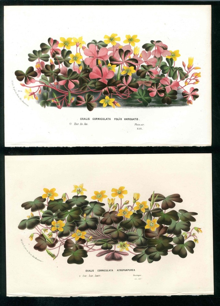 1847 Van Houtte Flore Serres Jardins Yellow, Pink Leaf Oxalis  2 Antique Prints