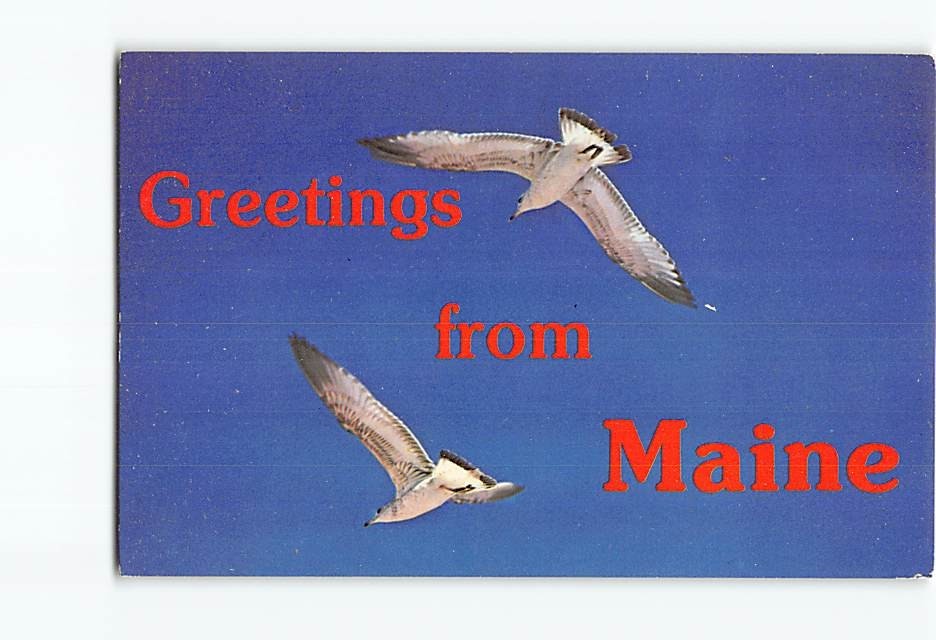 Postcard Seagulls Greetings from Maine USA North America