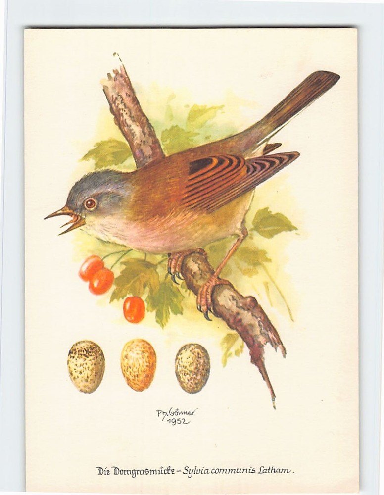 Postcard Bird on a Tree Branch Painting