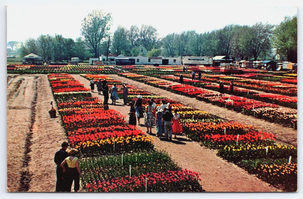 Holland Michigan MI Nelis Tulip Flower Farm People Vintage Photo Postcard