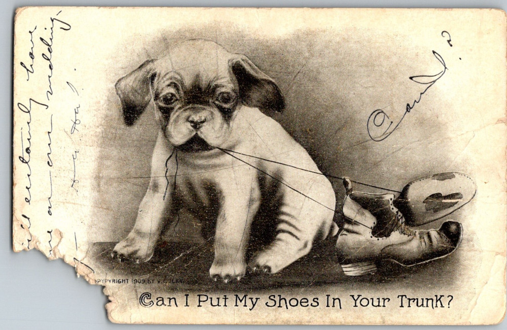Puppy Eating Boots 