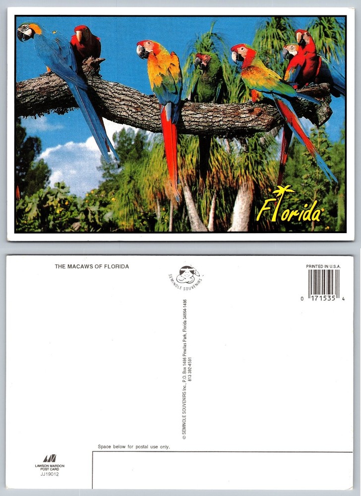 Vintage Florida Postcard: Vibrant Macaw Parrots Tropical Birds Souvenir