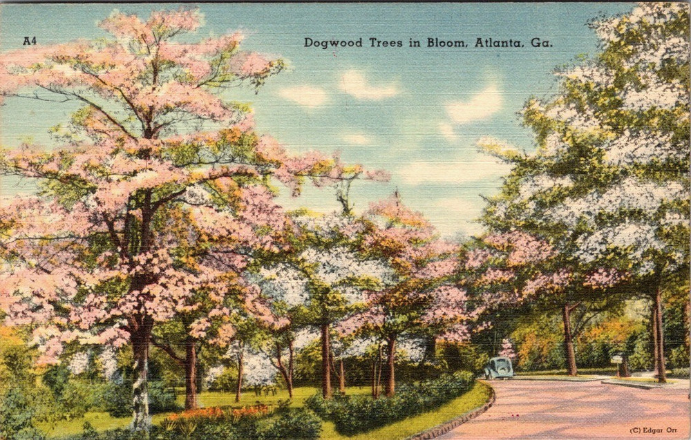 Atlanta GA-Georgia, Dogwood Trees In Bloom, Vintage Postcard c1949