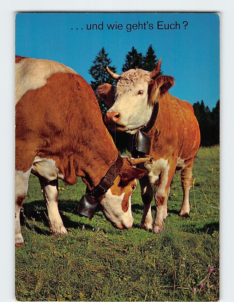 Postcard Cows Grazing in a Field
