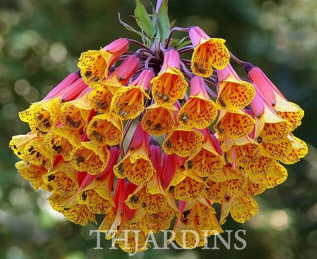 5 Seeds - Bomarea Multiflora Very Rare - Alstroemeria - Flowers Rouge Orange