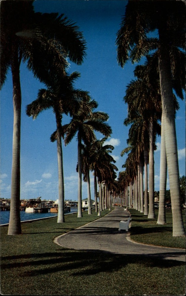 Palm Beach Florida Yacht Basin boats road palm trees unused vintage postcard