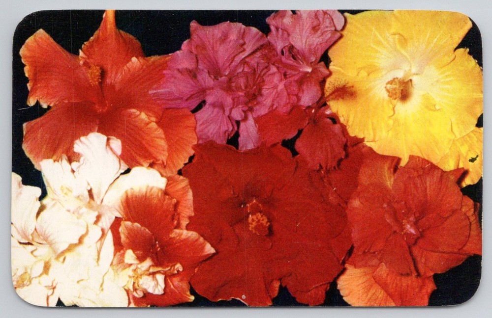 Vintage Hawaiian Hibiscus Flowers Postcard - Honolulu Curteichcolor