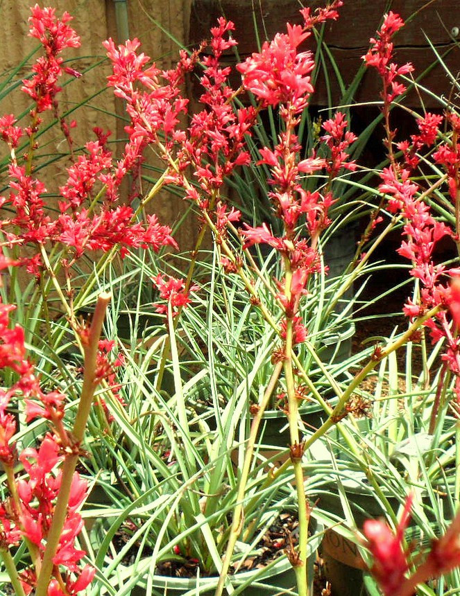 HESPERALOE PARVIFLORA exotic succulent rare Bell Flower Yucca aloe seed 25 SEEDS