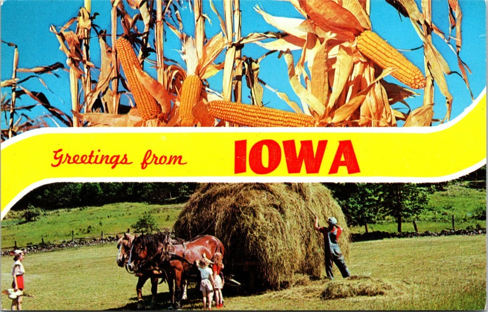 Famous Views Corn Horses Hay Greetings from Iowa Vintage Postcard