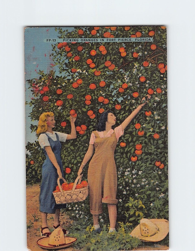 Postcard Picking Oranges in Fort Pierce Florida USA