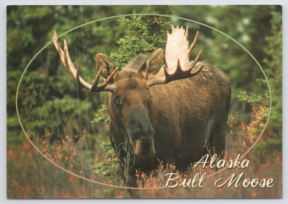 Alaska~Portrait of Bull Moose In Forest~Continental Postcard
