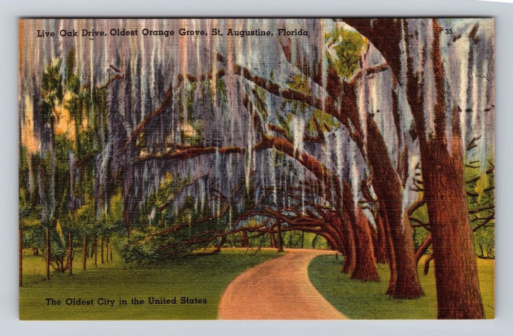 St Augustine FL-Florida, Live Oak Drive, Old Orange Grove, Vintage Postcard