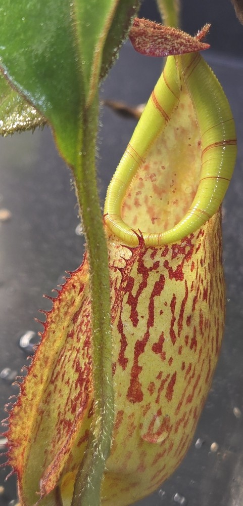 Nepenthes Spectabilis X Veitchii