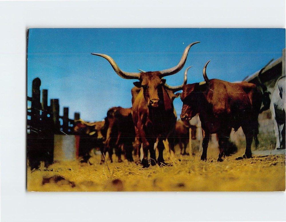 Postcard Texas Longhorns