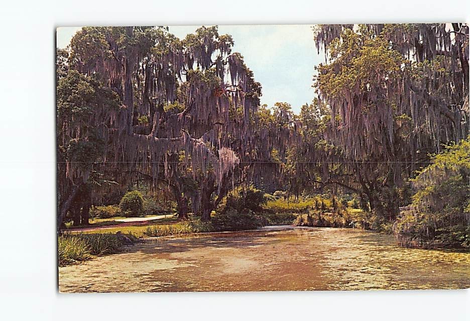 Postcard Jungle Gardens Avery Island Louisiana USA