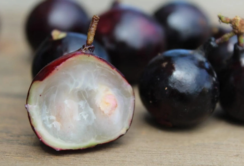 Plinia sp Dona Gal - Jaboticaba