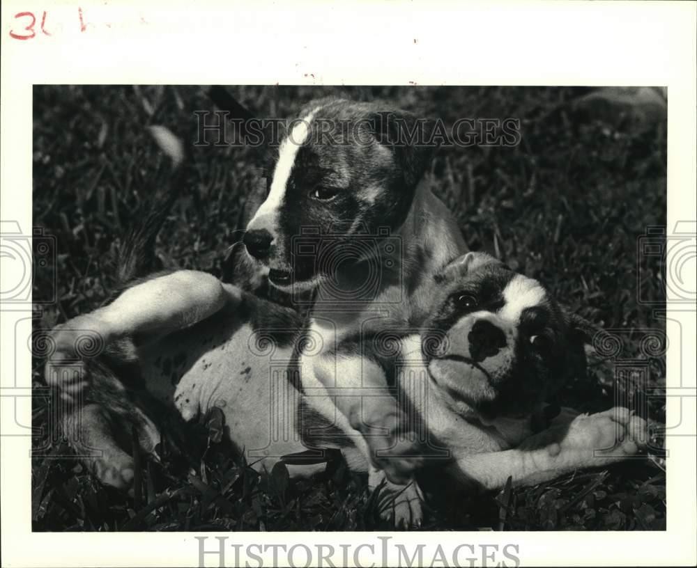 1985 Press Photo Two pit bull puppies at the St. Bernard Canine Campus