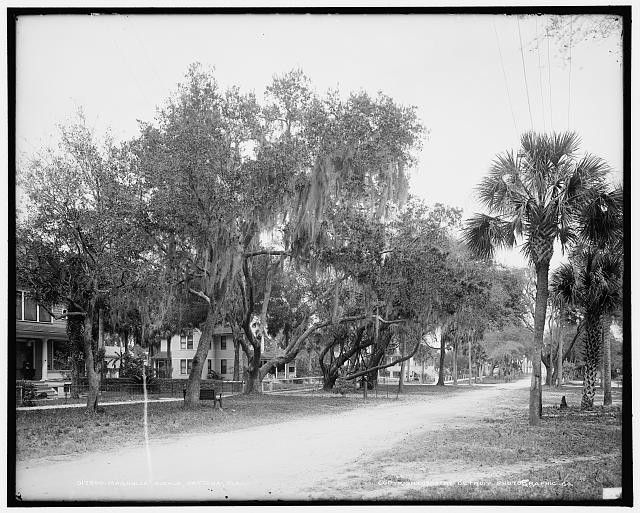 Photo:Magnolia Avenue, Daytona, Fla.
