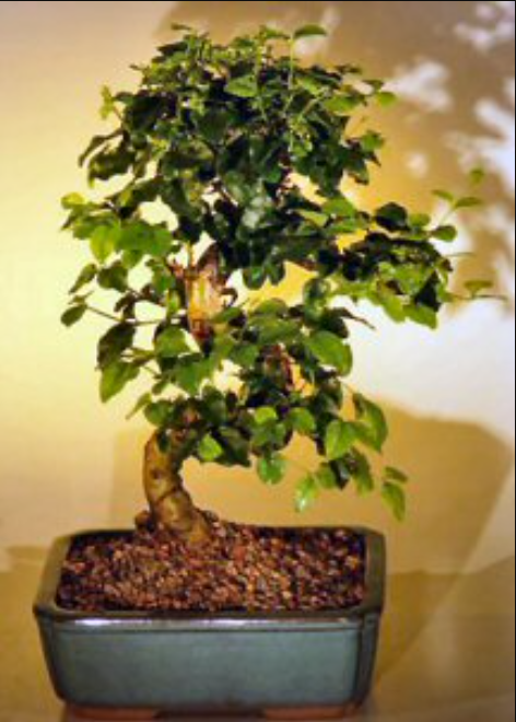 Ligustrum Bonsai Tree Live Curved Trunk Flowering Ligustrum Lucidum 10