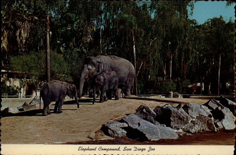 California San Diego Zoo Elephant Compound ~ unused postcard sku247