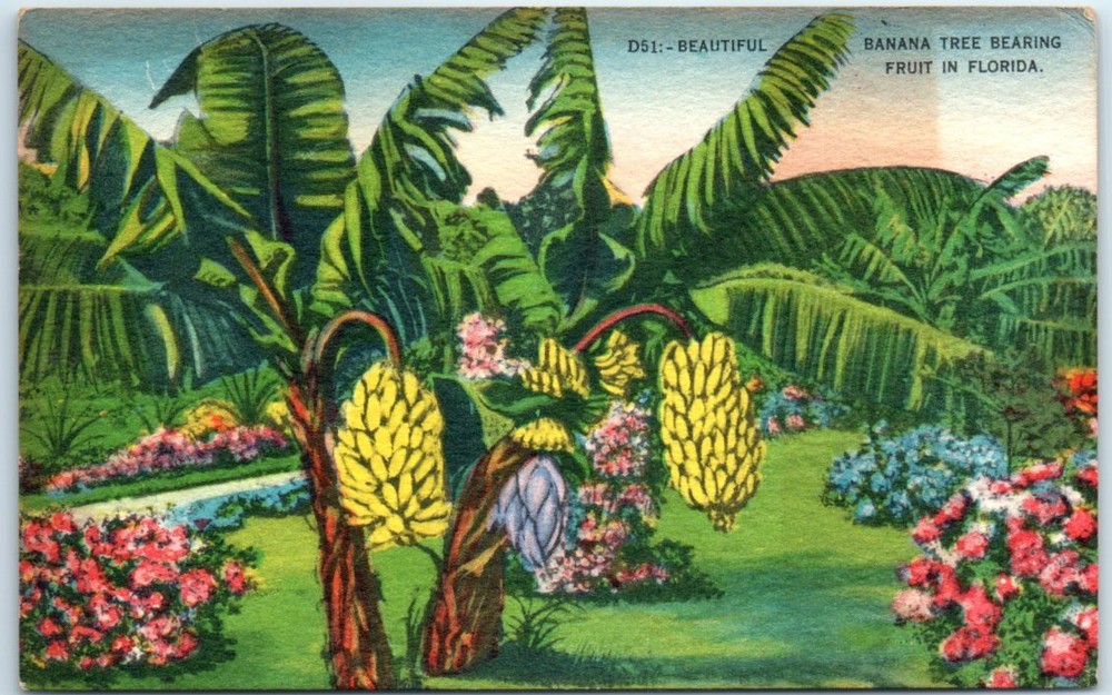 Postcard - Beautiful Banana Tree Bearing Fruit in Florida