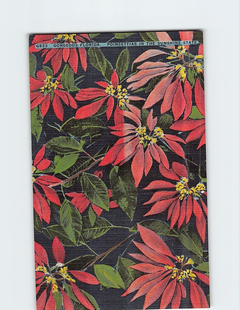 Postcard Beautiful Poinsettias in the Sunshine State Florida USA