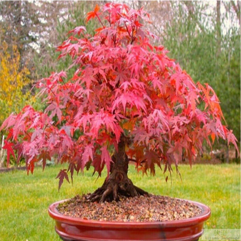 Red Japanese Maple, Acer (Palmatum atropurpureum) 20 Tree Seeds Bonsai-image