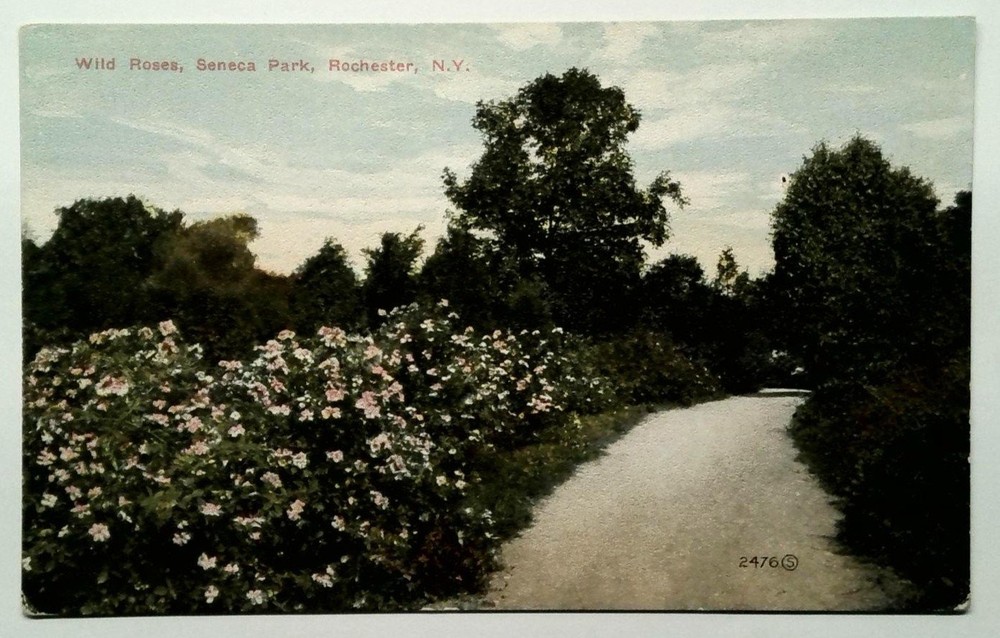 Wild Roses Seneca Park Rochester NY Vintage Divided Back Postcard