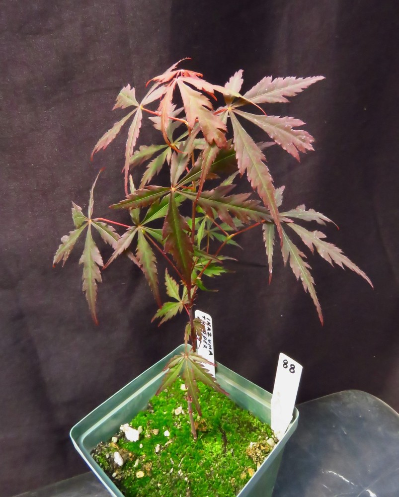 Seed-Grown Acer Palmatum 'Inazuma Thunder' Japanese Maple Tree 9.5