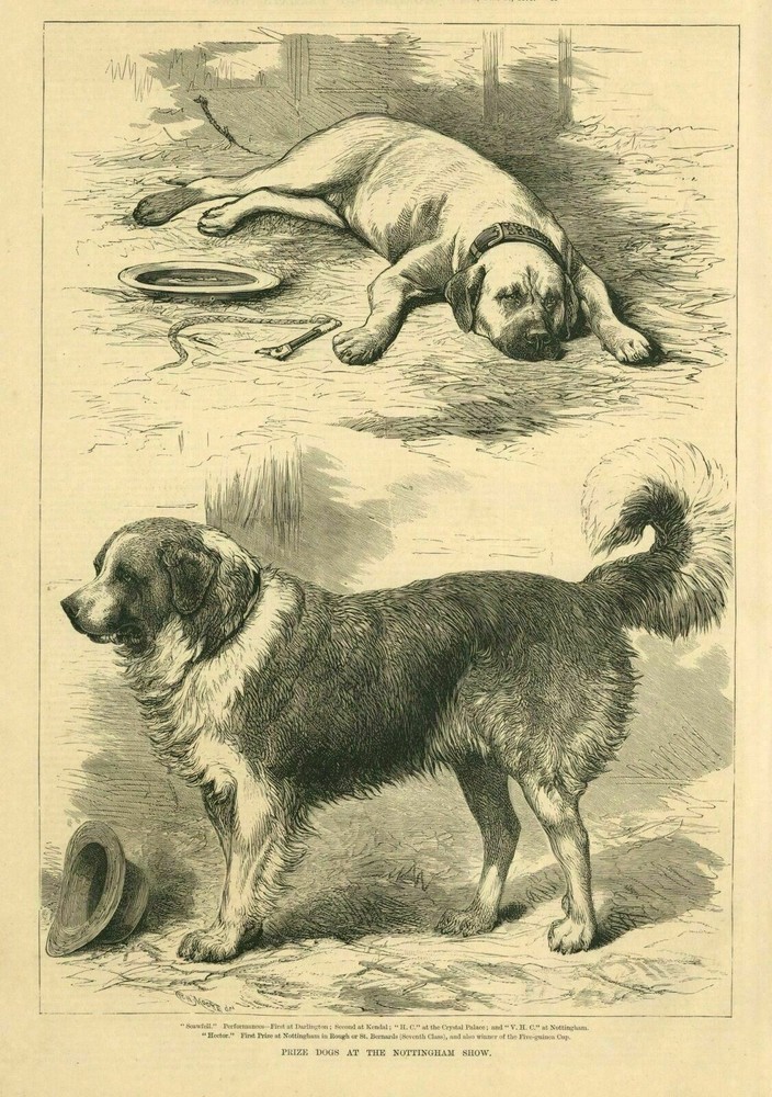 ST. BERNARDS FIRST PRIZE DOGS WINNERS AT THE NOTTINGHAM DOG SHOW SPORTING NEWS