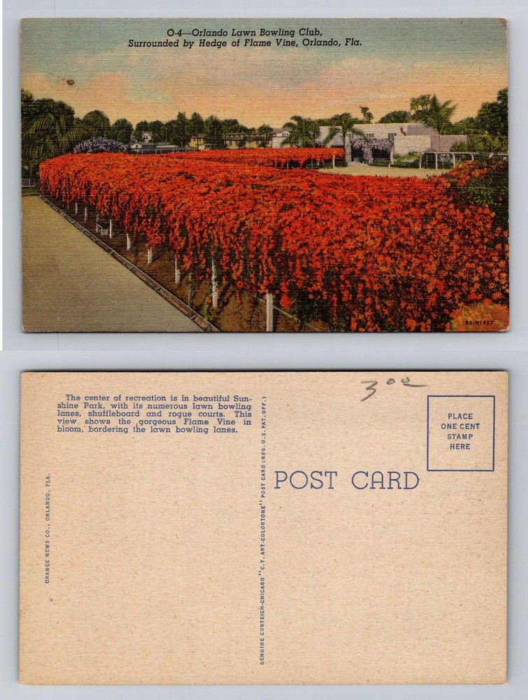 Orlando, FL-Florida, Lawn Bowling Club Flame Vine Hedge Vintage Postcard