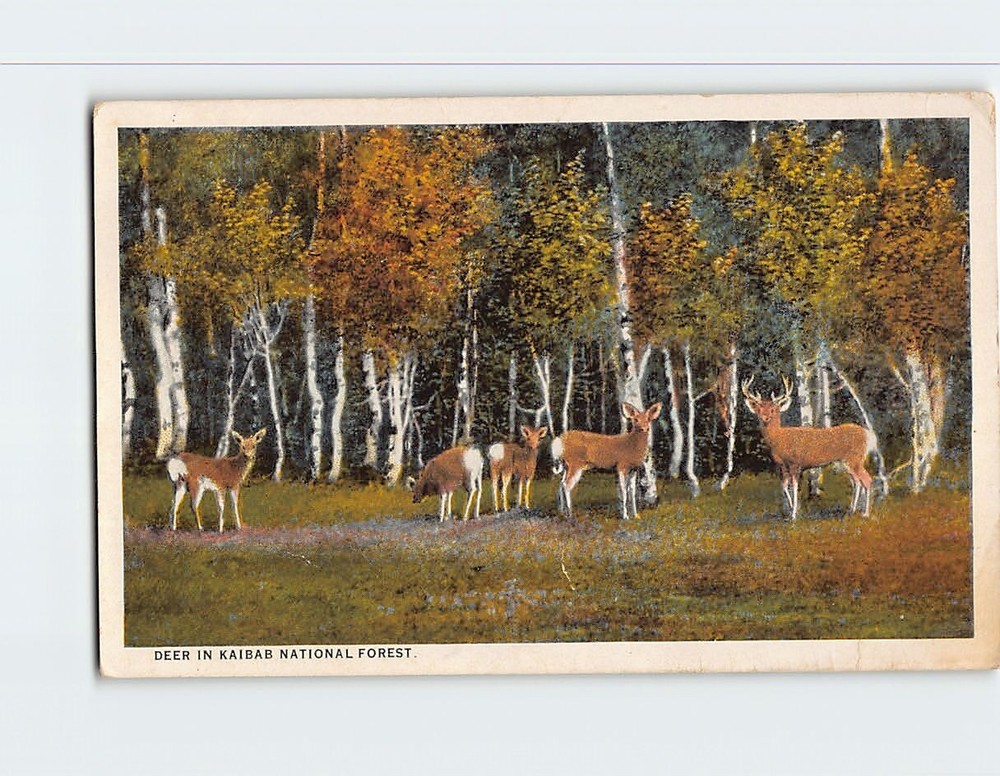 Postcard Deer in Kaibab national Forest Arizona USA
