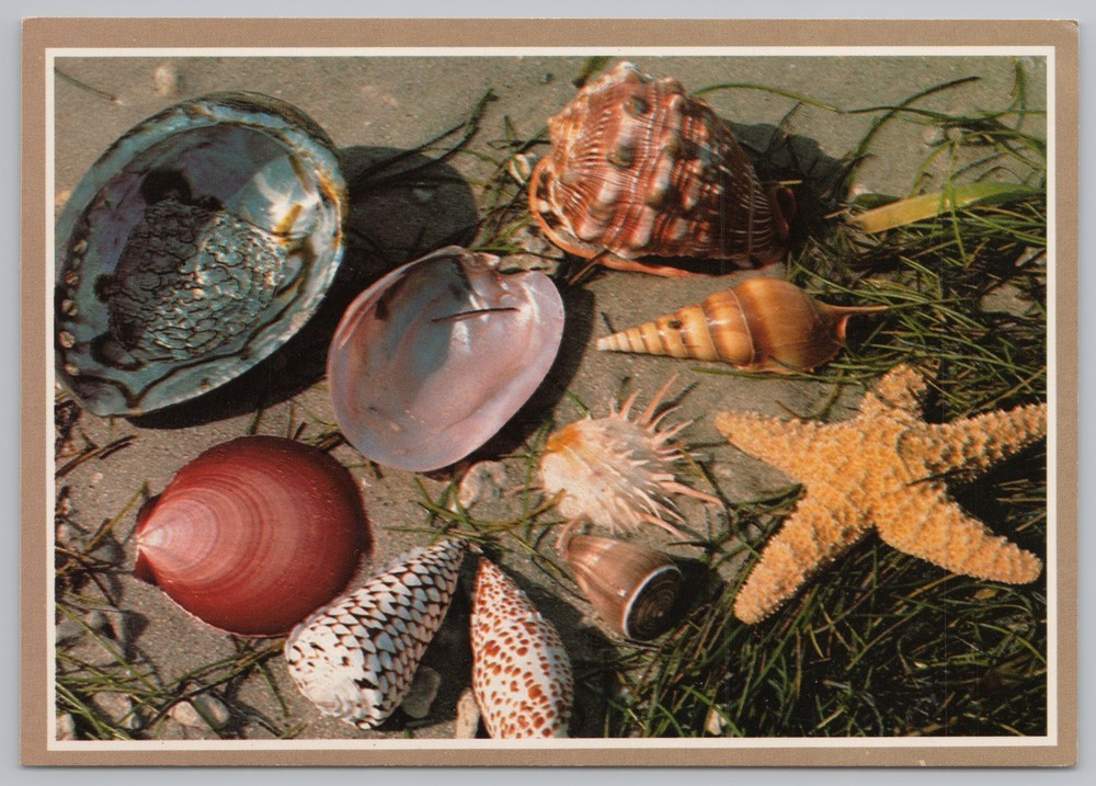 State View~Seashells on the Beach~Continental Postcard