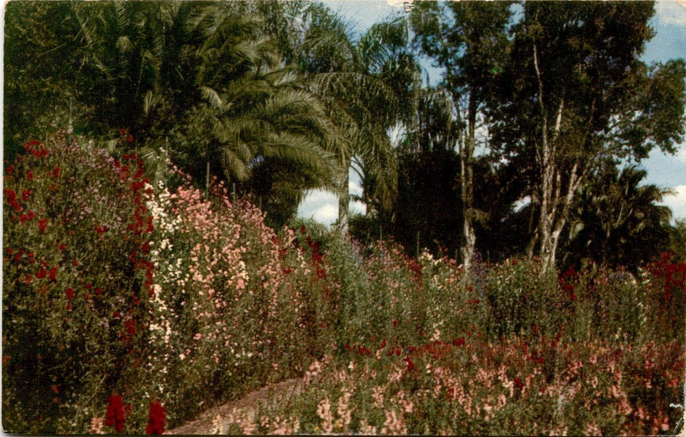 ORANGE NEWS CO, ORLANDO, FLA, LAKE EOLA PARK, THE CITY Postcard