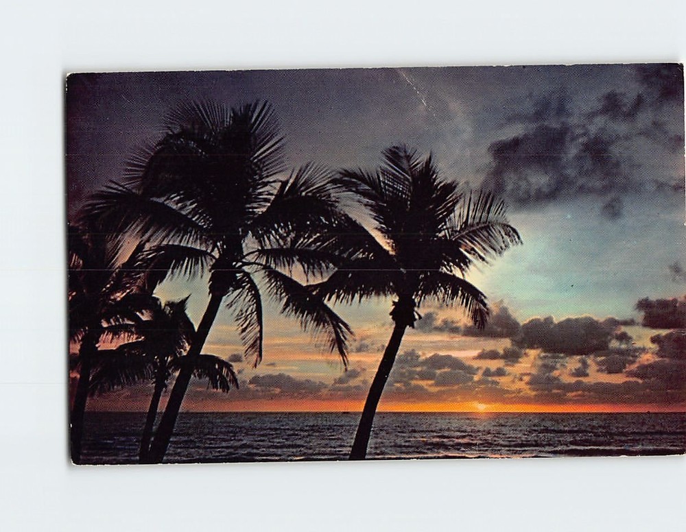 Postcard Sun on the Horizon and Palms  in Florida USA
