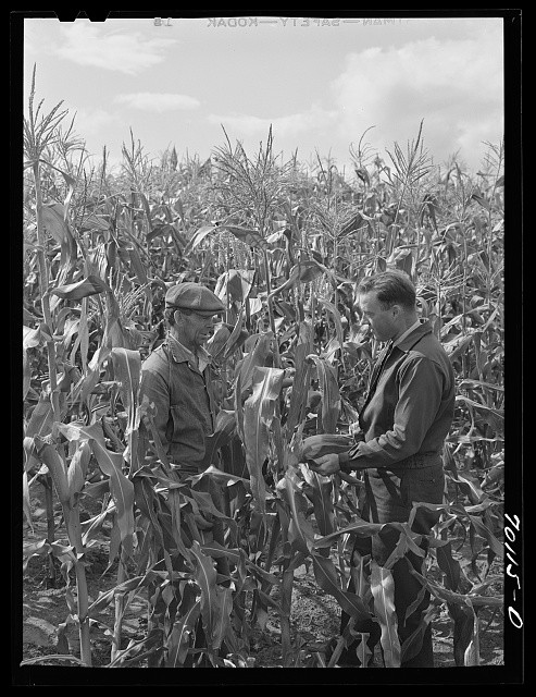 Boundary County Idaho 1941 FSA Farm Security men in cornfield on Boundary Farms