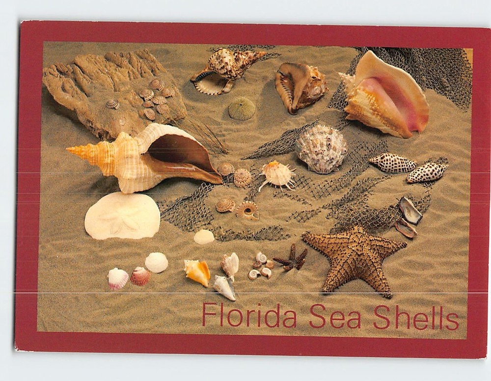 Postcard Sea Shell Collection in Florida USA