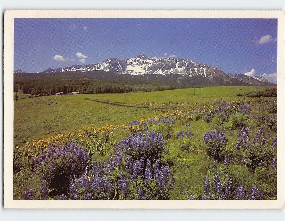 Postcard Flowers Field Mountain Landscape Scenery