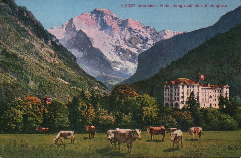 PLEASE READ !!! Interlaken Jungfrau Hotel Switzerland Cows, Old Vintage Postcard