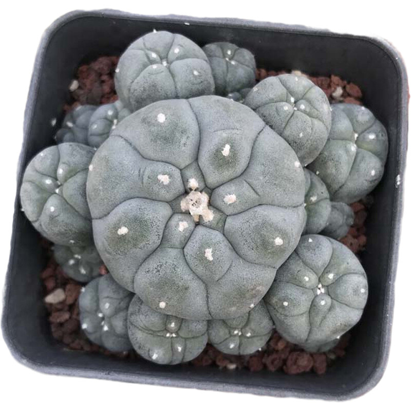 Succulent Cactus Plant Home Garden Decoration Beautiful Cactus Plants 6cm.