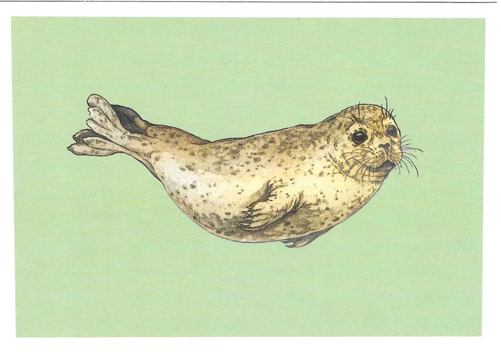 NEW Oceanarium Watercolor Postcard Sea Creatures Marine Mammals
