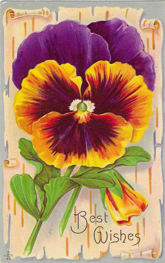Vintage Greetings Postcard Best Wishes Pansy Flower