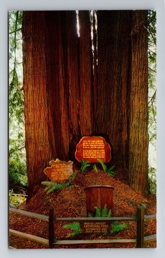 Redwood Highway CA-California, Cathedral Tree, Antique Vintage Souvenir Postcard