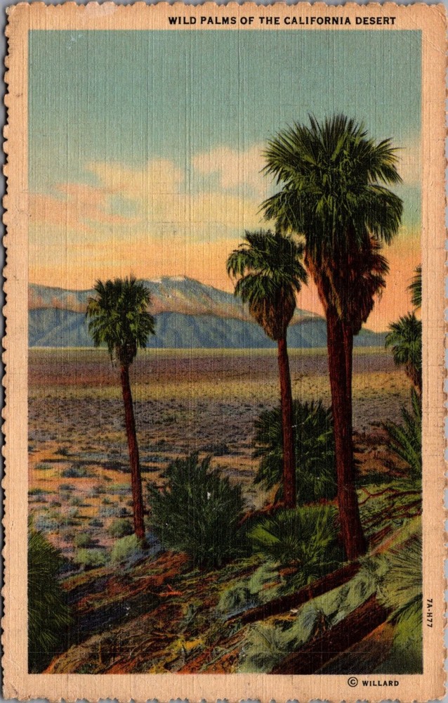 Vintage California Desert Wild Palms Linen Postcard 1973 Palm Springs Willard